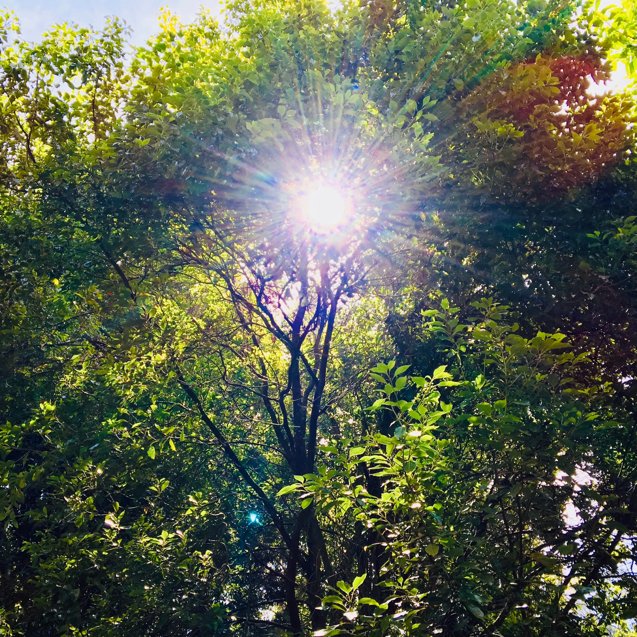 sunflare